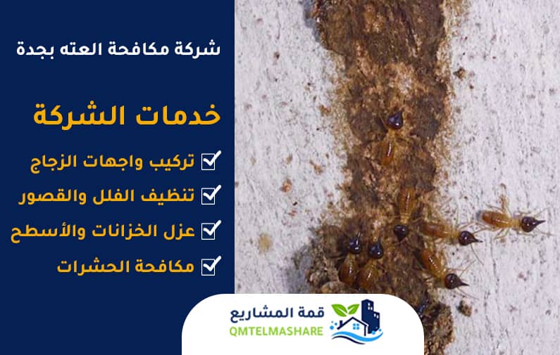 شركة مكافحة العته بجدة