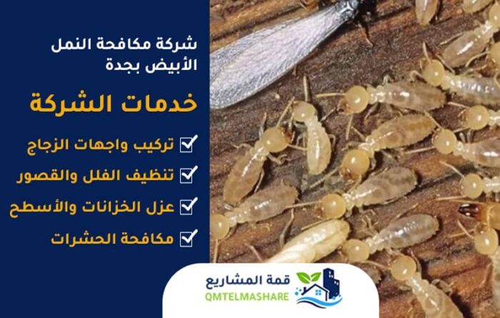 شركة مكافحة النمل الأبيض بجدة