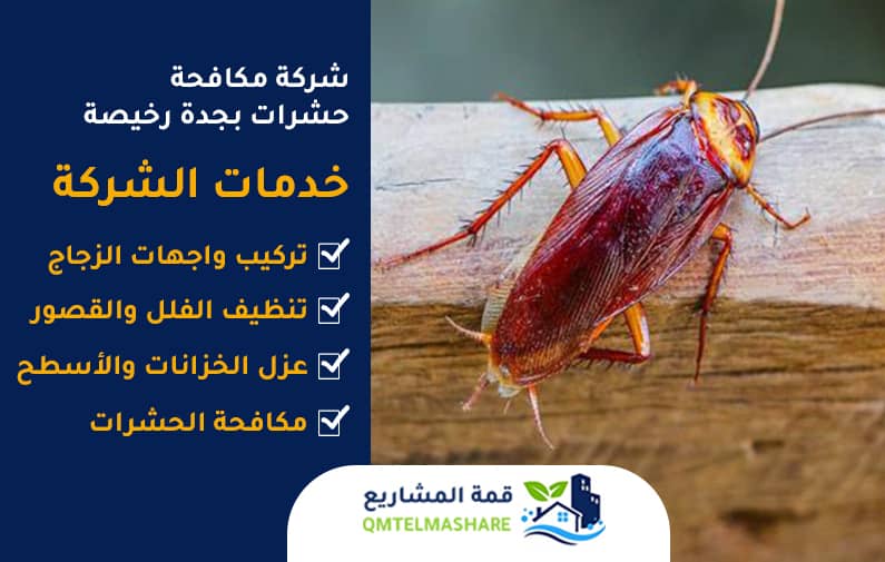 شركة مكافحة صراصير بجدة