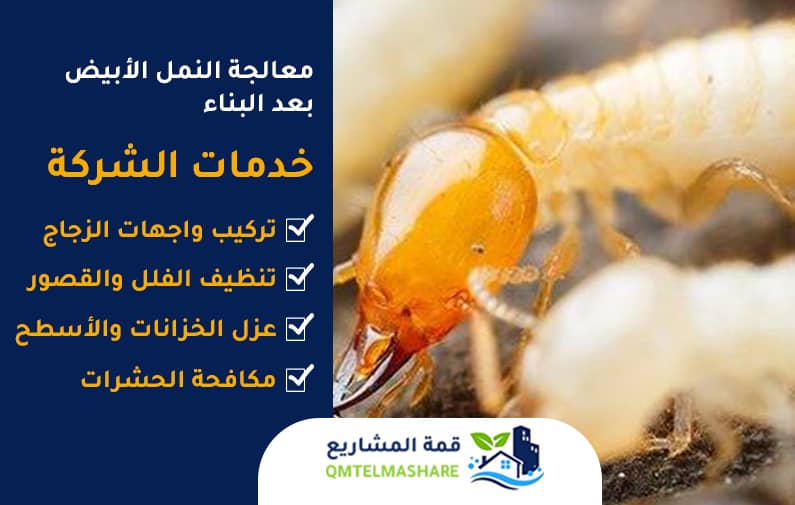 شركة مكافحة النمل الأبيض بجدة